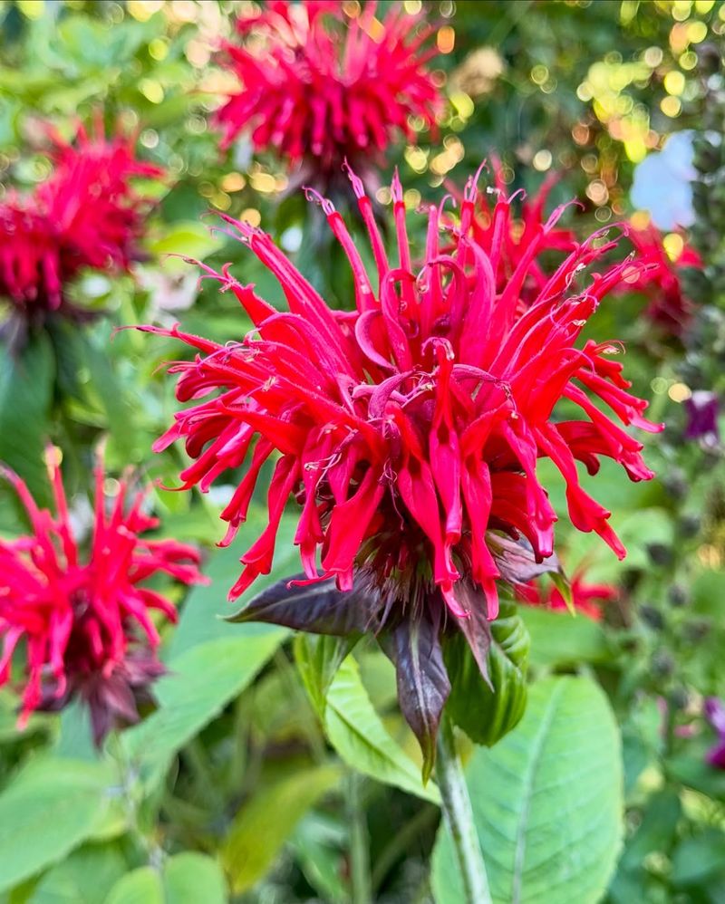 Bee Balm (Monarda Didyma - Native Species)