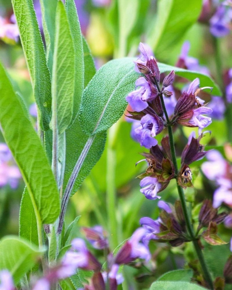 Sage (Salvia Officinalis)