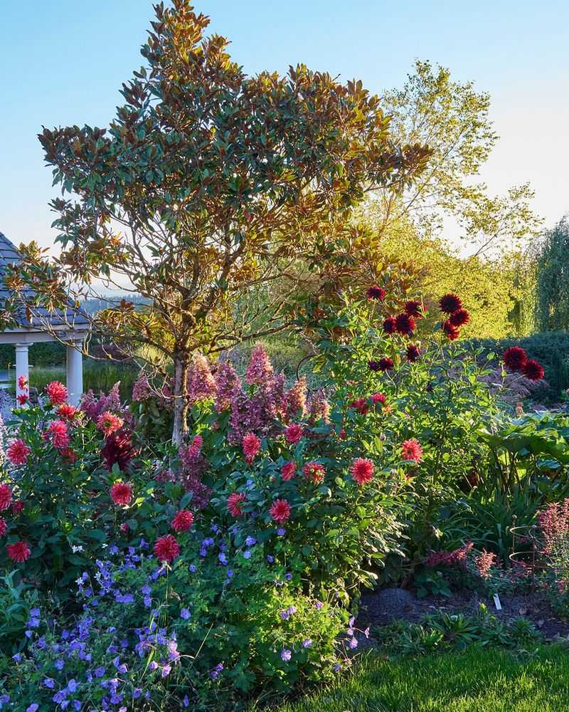 Spent Perennial Flower Stems