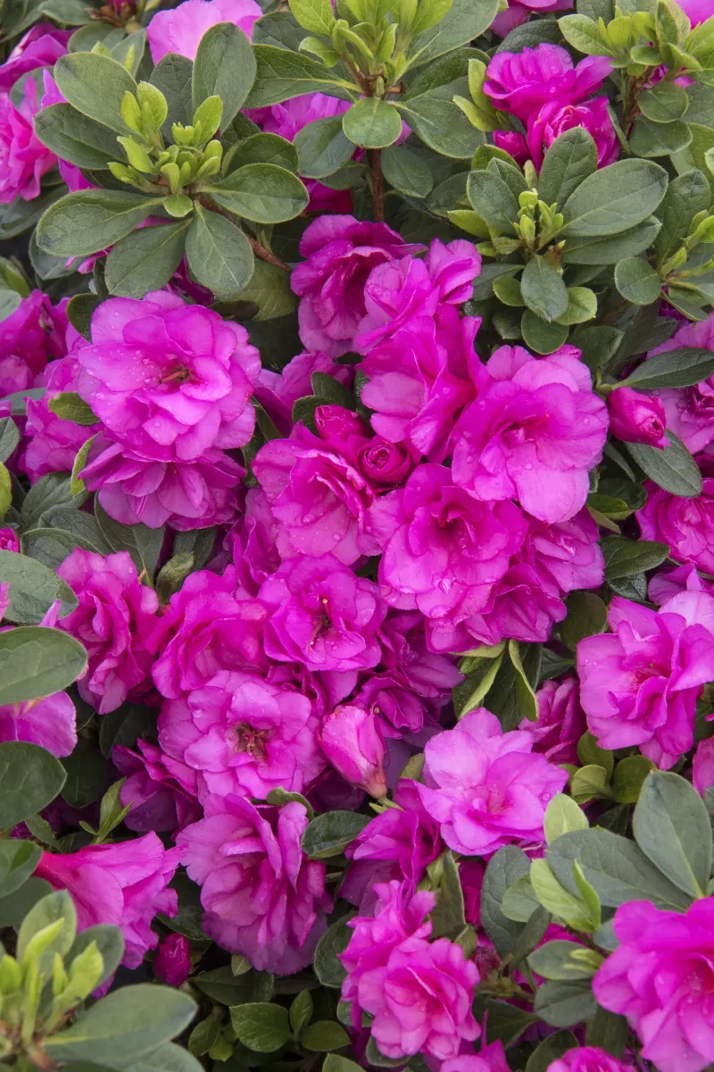 Azaleas