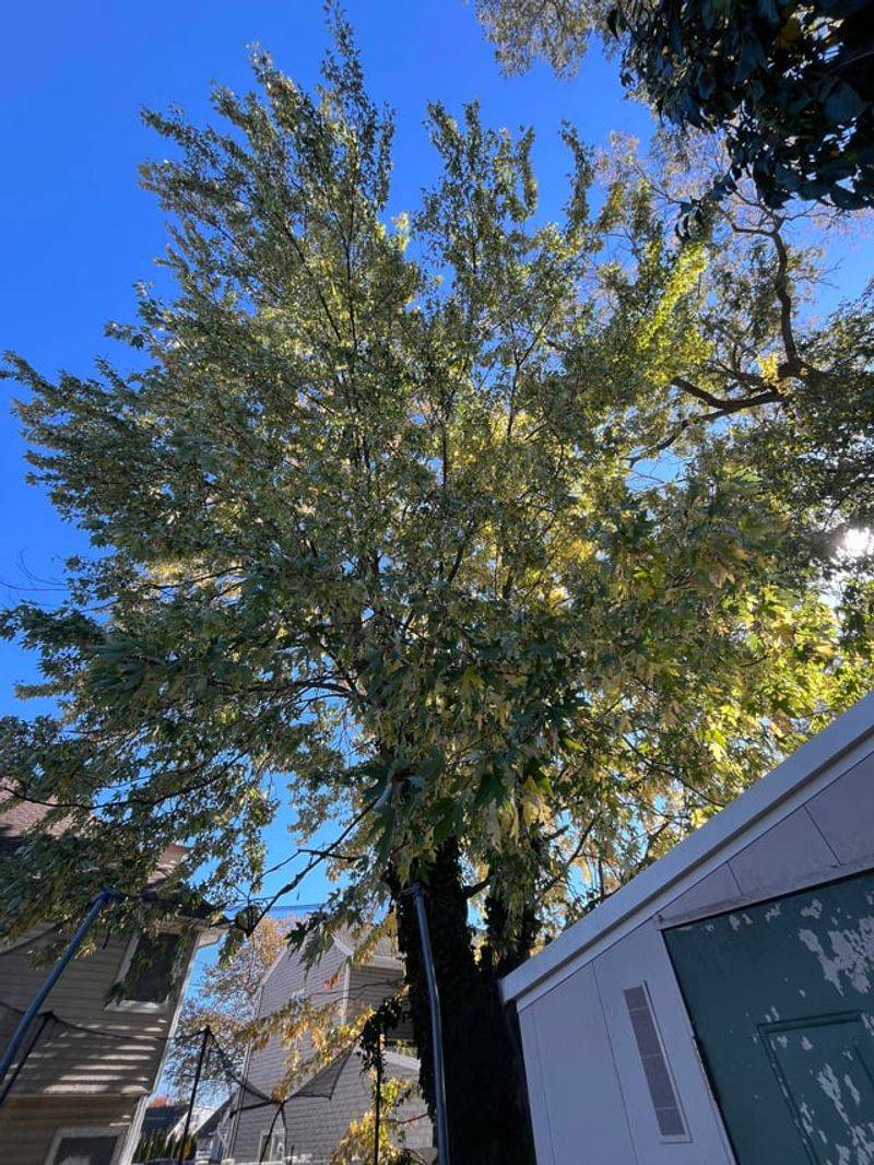 Tree Placement And Height Rules Homeowners Should Know