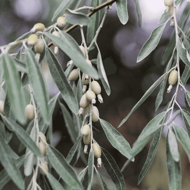Salt Forces Plants To Take Up Toxic Ions