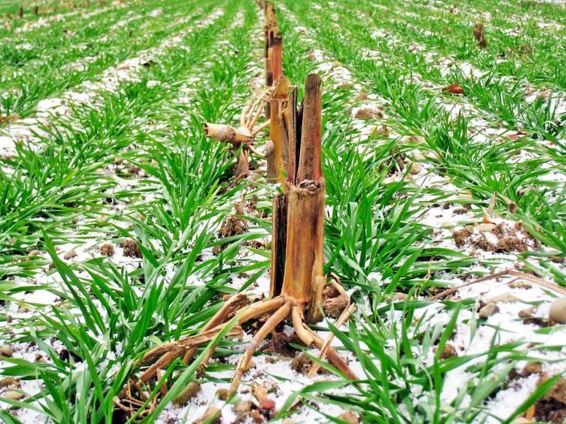 Grow Cover Crops In Off-Season Areas