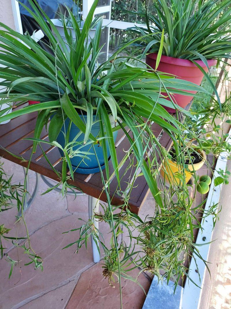 Offset Separation from Spider Plants