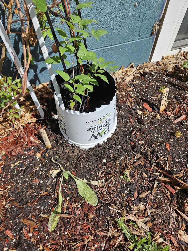 Shade Impacts Soil Moisture And Root Health