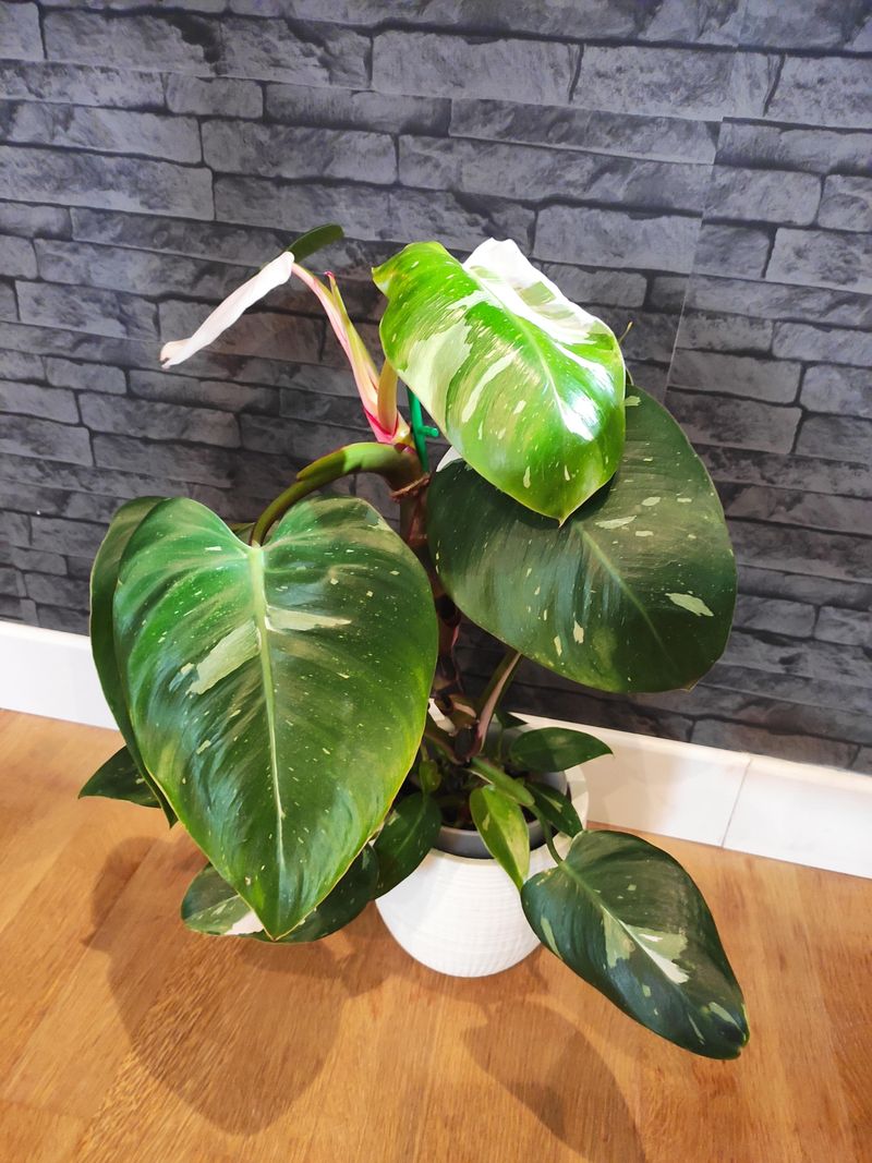 Layering with Climbing Plants