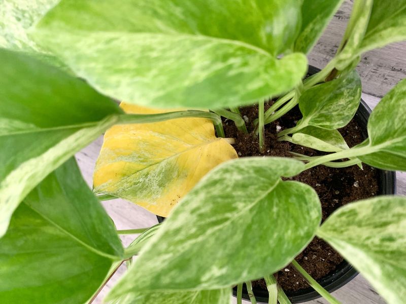 Nutrient Deficiency From Dormant Growth