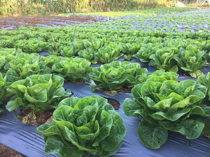 Romaine Lettuce