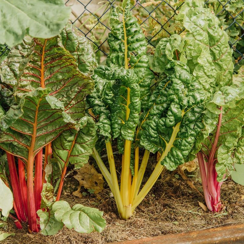 Swiss Chard