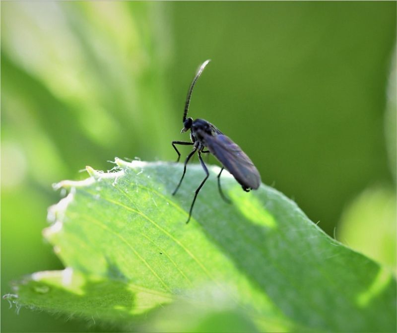 Fungus Gnats