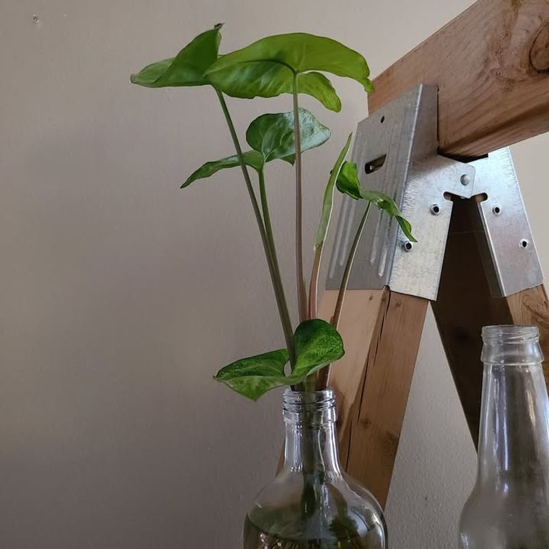 Propagating Philodendron Stems In Water Or Soil