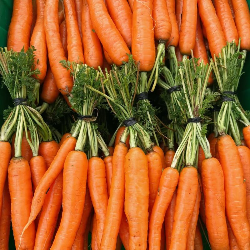 Crunchy Carrots That Sweeten In Cool Weather