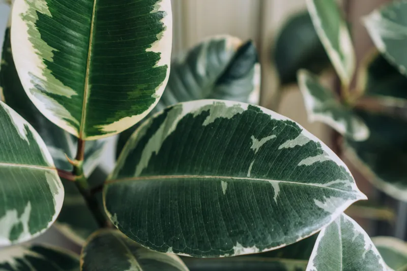 Loss Of Variegation In Colorful Plants