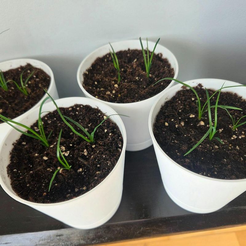 Slow Or Stalled Growth During Spring And Summer