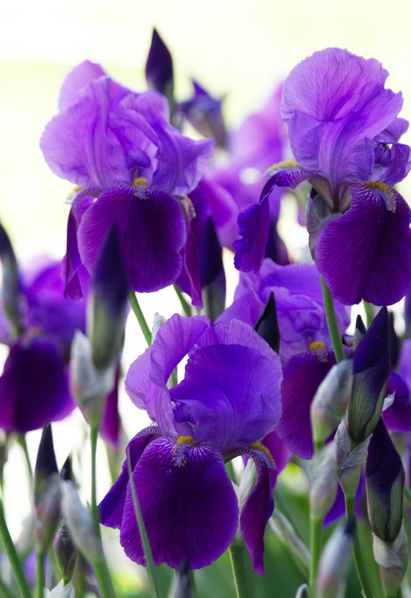 Choose The Right Iris Varieties For Tennessee's Climate