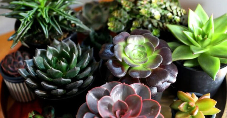 succulents