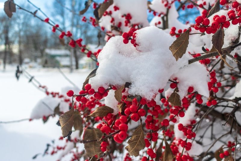 Use Winterberry As A Focal Point In The Winter Landscape
