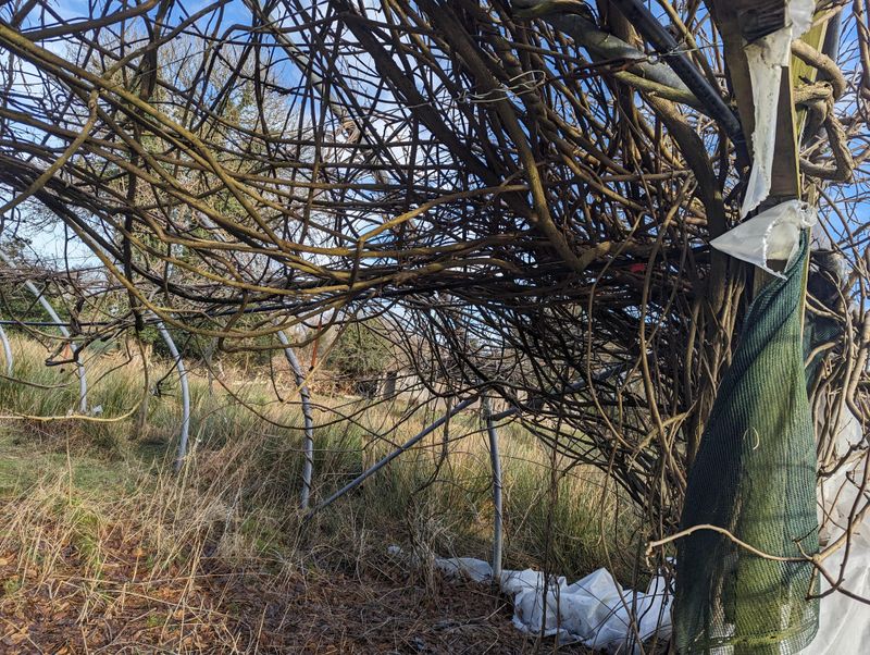 Step Back Often To Check Balance As You Prune