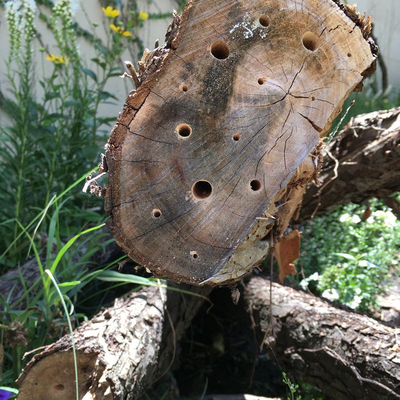 Add Hollow Stems And Wood For Cavity-Nesting Species