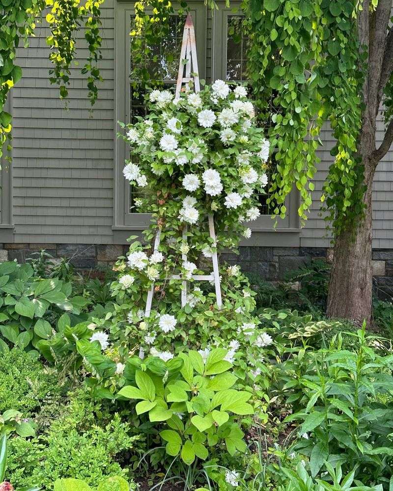 Avoid Heavy Pruning In Extreme Heat