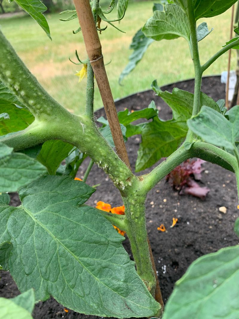 Roots Are Growing Out Of Drainage Holes
