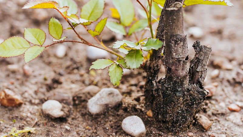 Strong Growth From Grafted Root Stock