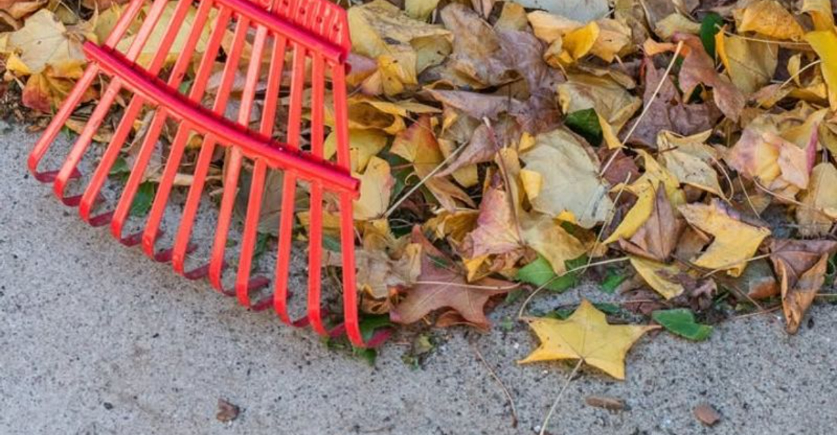 cleaning fallen leaves