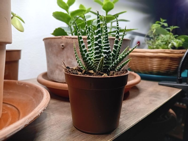 Slow Growth During Long Winter Months