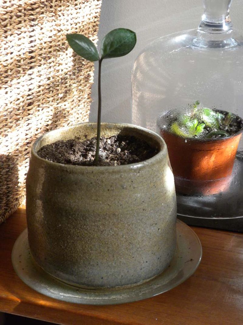 Slowed Or Stopped Growth