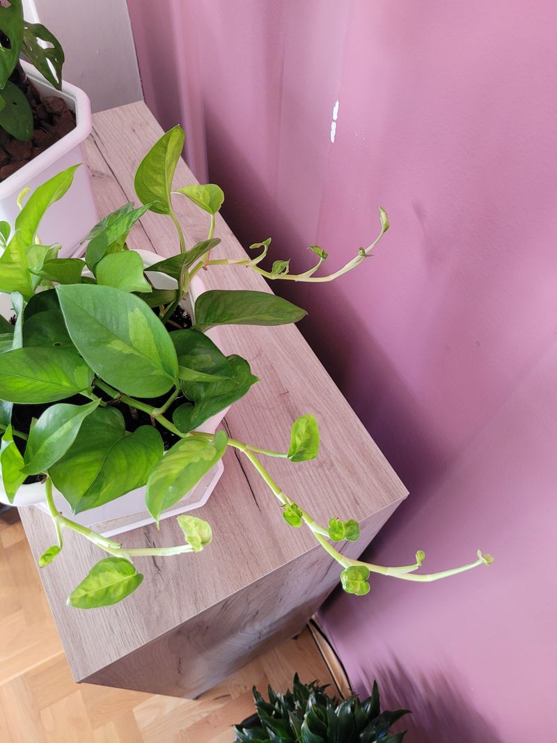 Smaller Leaves Than Usual