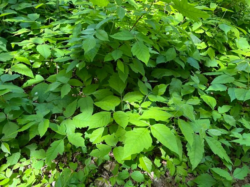 Climate Change Is Fueling Poison Ivy's Rapid Expansion Across Georgia