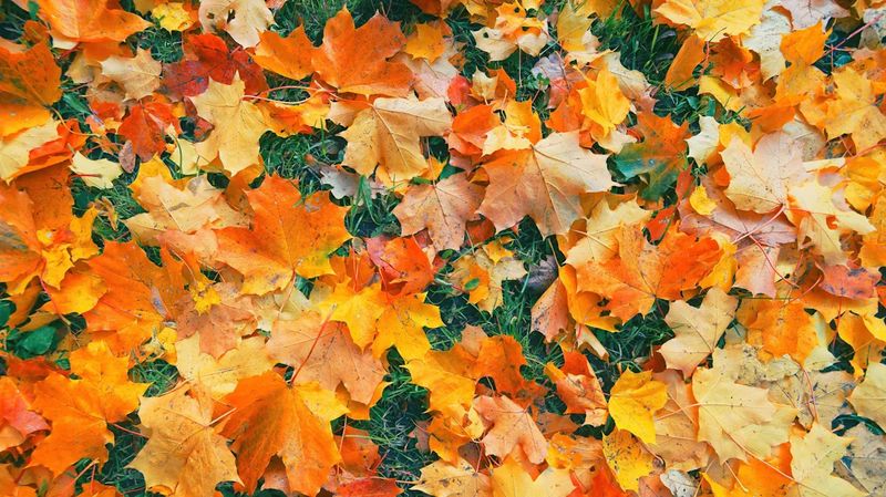 Virginia Does Not Hold Tree Owners Automatically Liable For Leaves