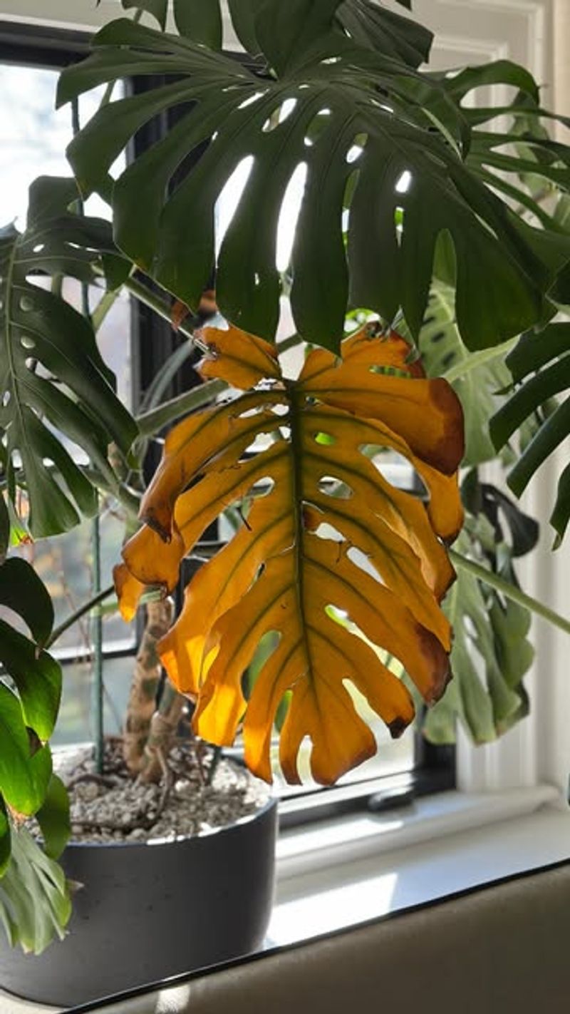 Leaves Dropping Off Unexpectedly