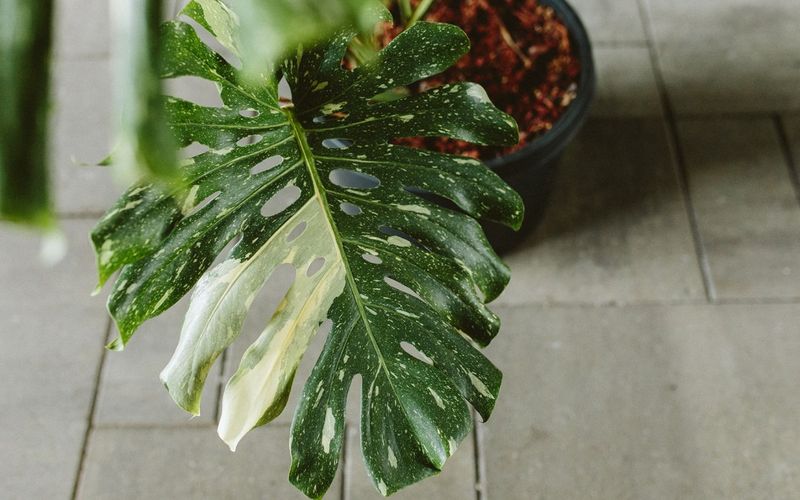 Variegated Plants Losing Their Color Patterns