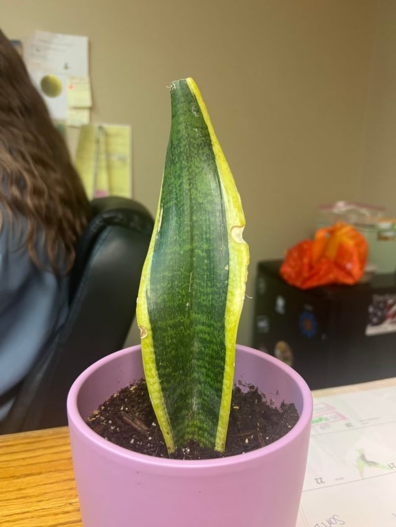 Slow Or No New Growth