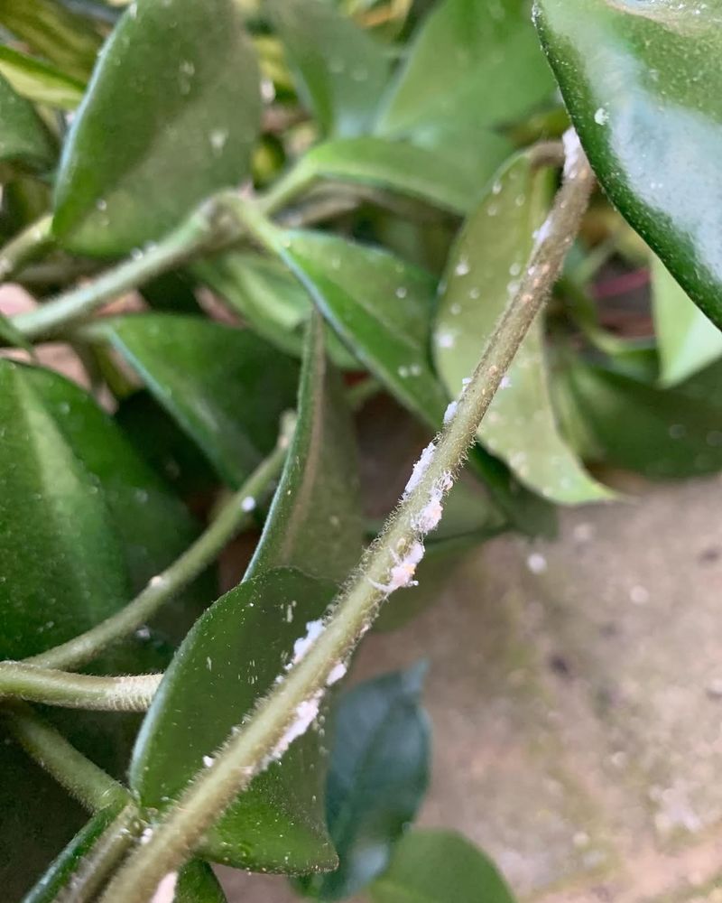 Sticky Residue On Leaves Or Surfaces