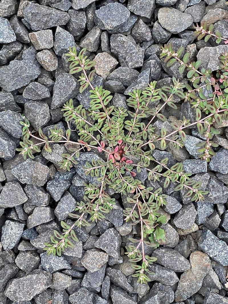 Using The Wrong Control Method For Spurge