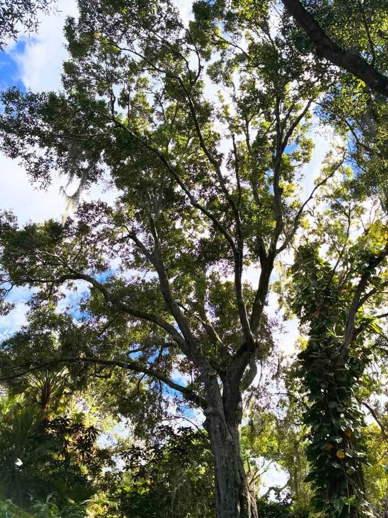 Using Shallow-Rooted Tree Species