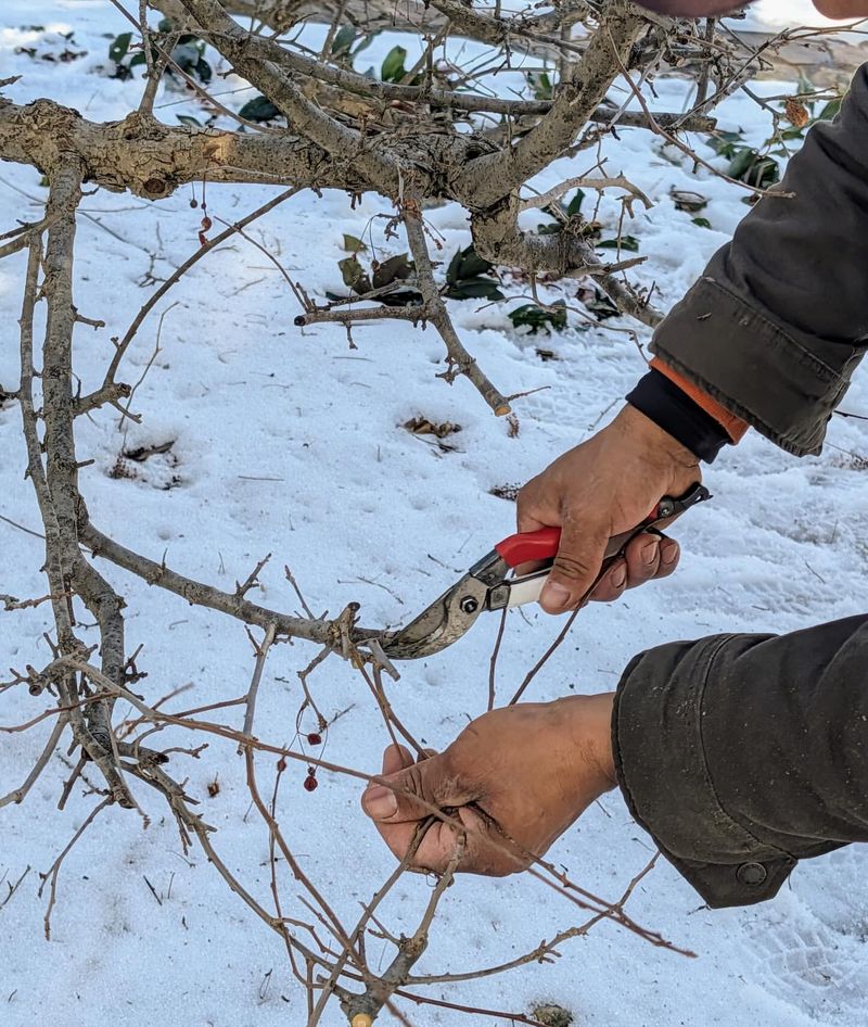 Pruning During Thaw-Freeze Cycles