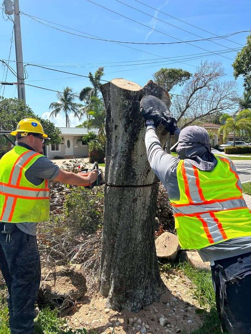 Neglecting Regular Tree Inspections