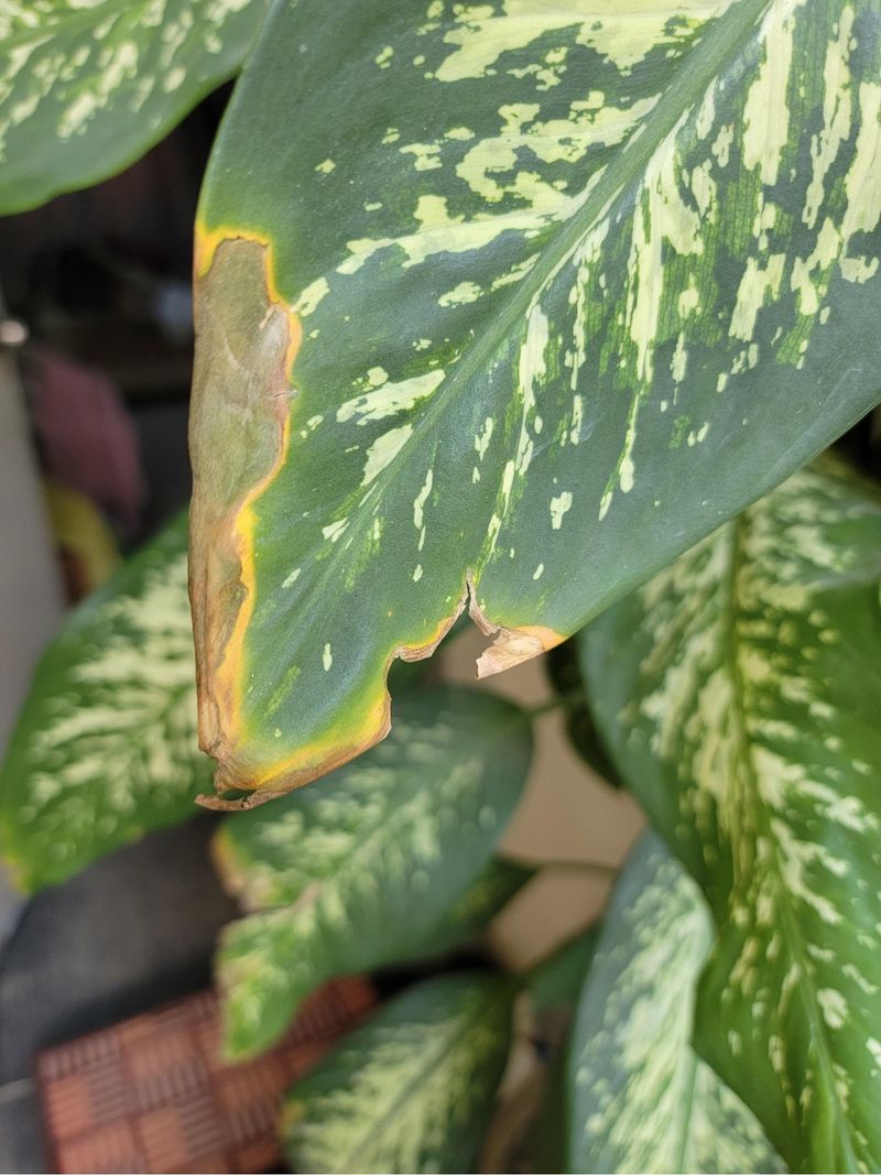 Overfeeding During Slow Growth Periods