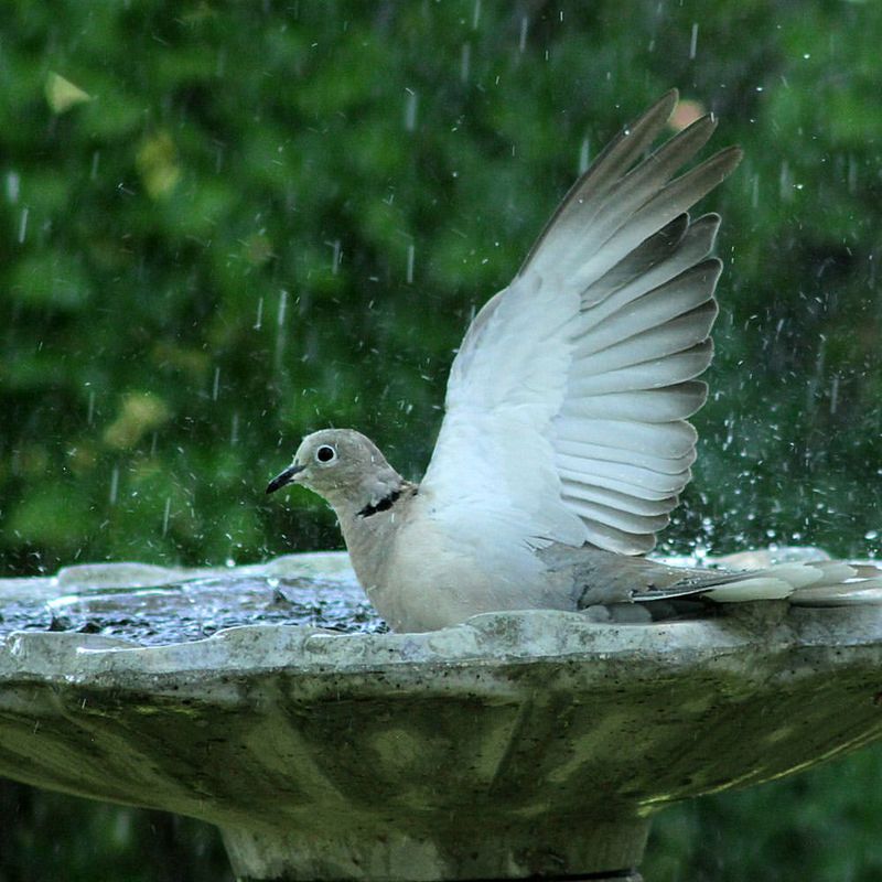 Providing Clean, Shallow Water Sources