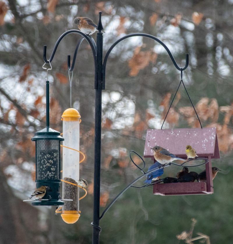 Installing Bird-Safe Feeders And Cleaning Them Regularly