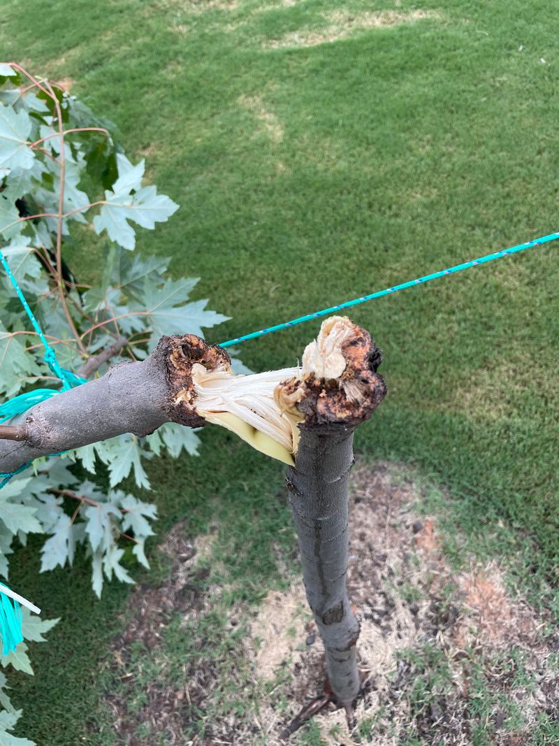Avoid These Tree Staking Mistakes Before They Damage Your Tree