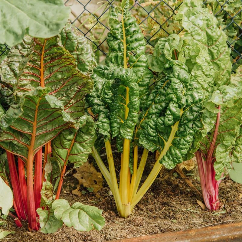 Swiss Chard
