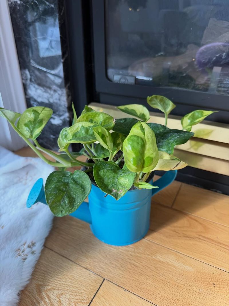 Small Or Underdeveloped Leaves