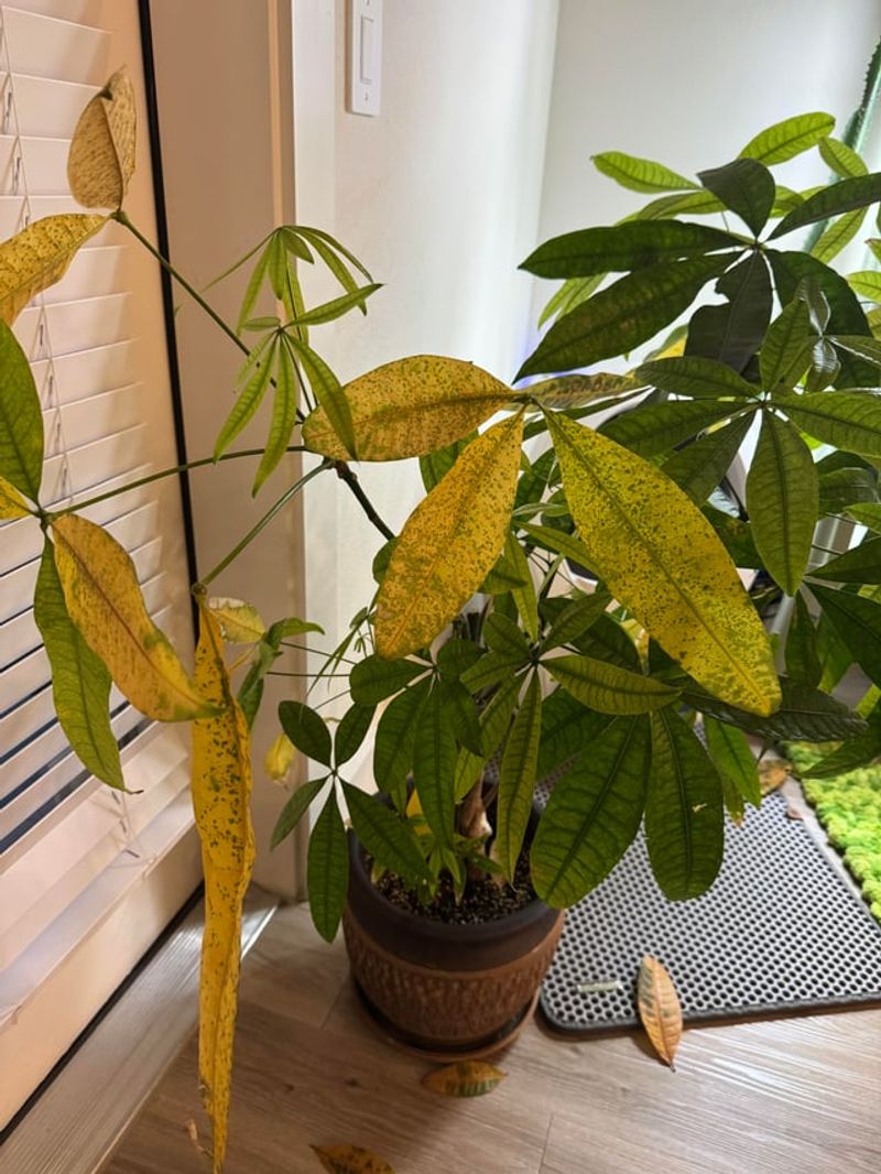 Leaves Turning Yellow And Dropping