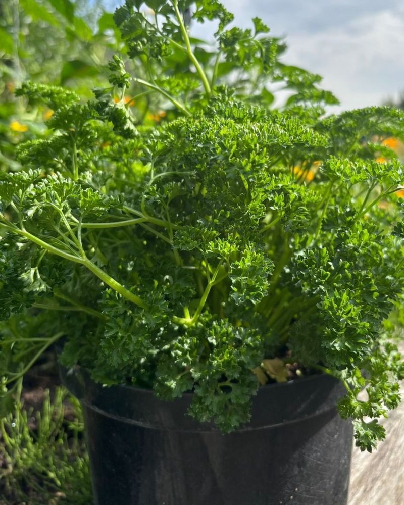 Parsley (Petroselinum Crispum)