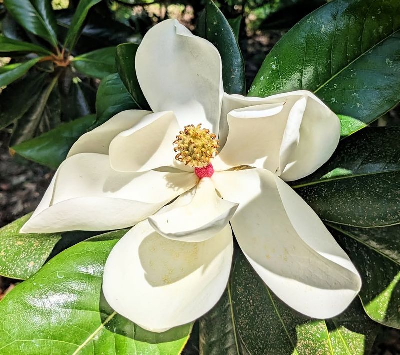 Magnolia