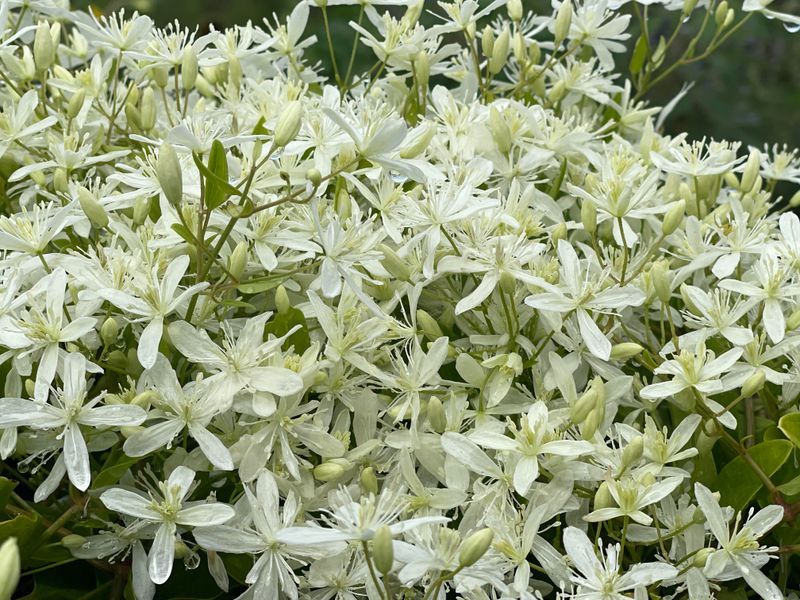 Sweet Autumn Clematis